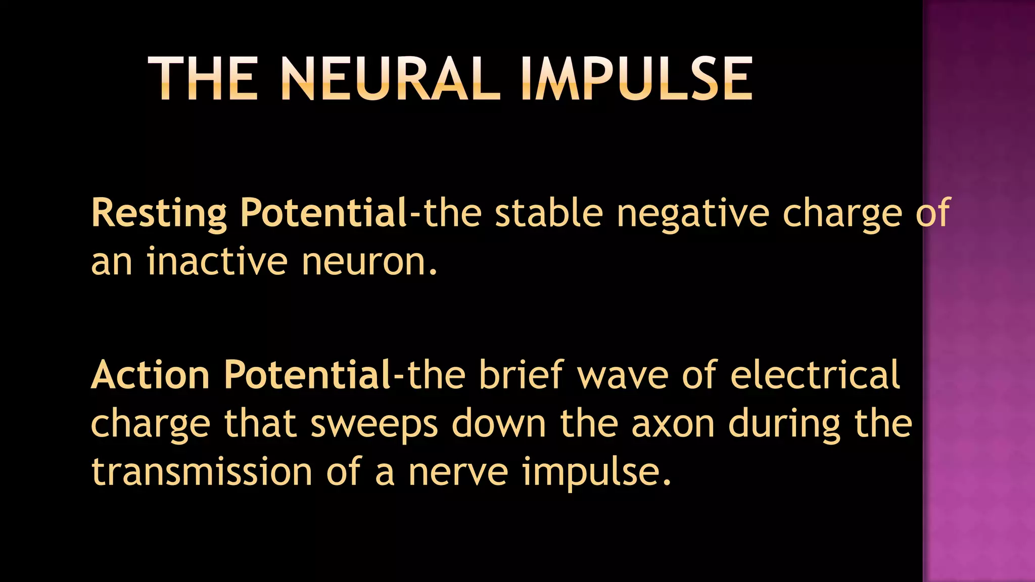 The Neural ImpulseResting Potential-the stable negative charge of an inactive neuron.Action Potential-the brief wave of electrical charge that sweeps down the axon during the transmission of a nerve impulse.