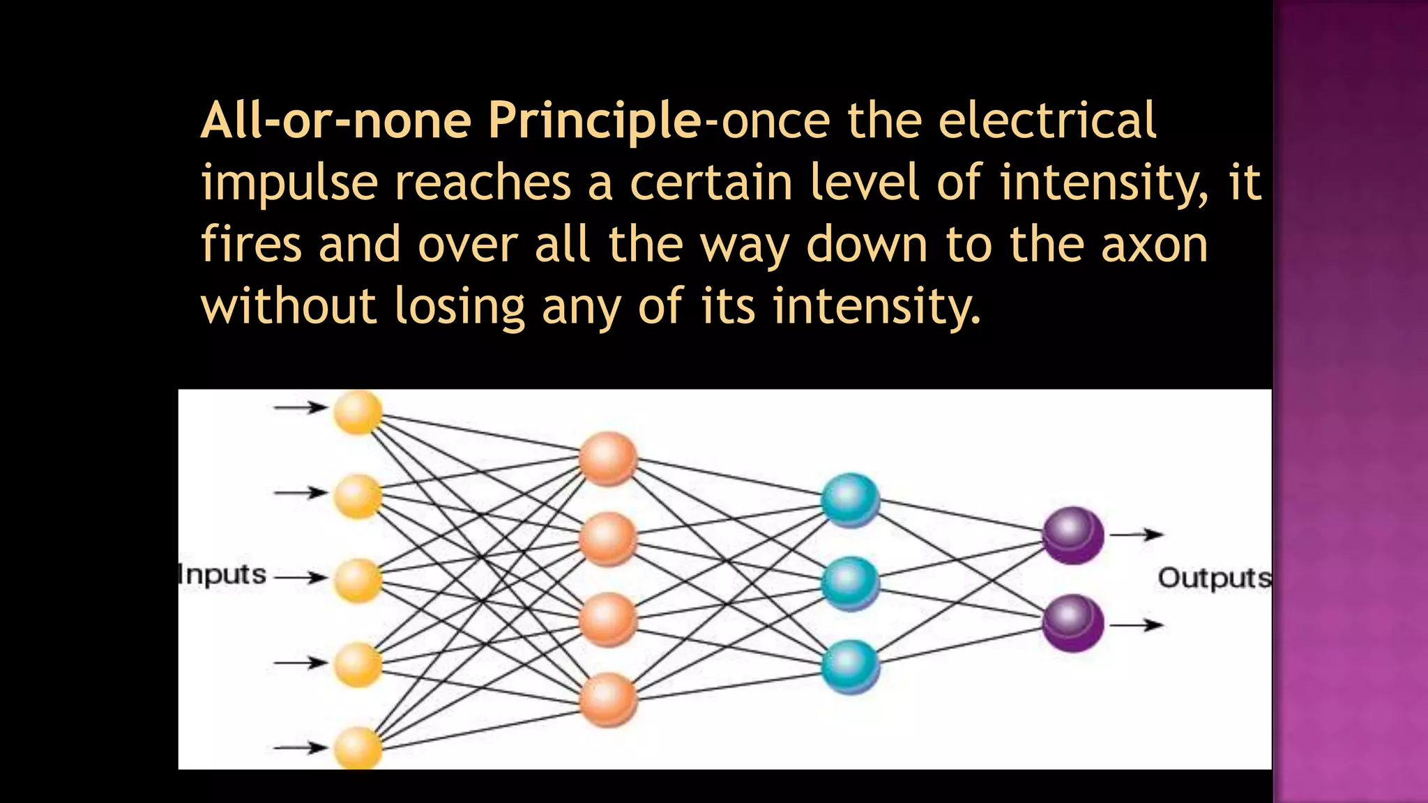 	All-or-none Principle-once the electrical impulse reaches a certain level of intensity, it fires and over all the way down to the axon without losing any of its intensity.