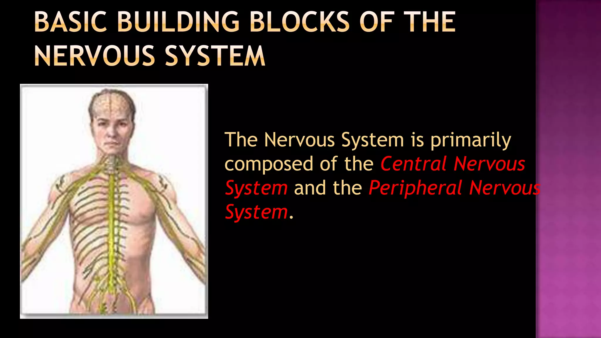 Basic building blocks of the nervous system	The Nervous System is primarily composed of the Central Nervous System and the Peripheral Nervous System.
