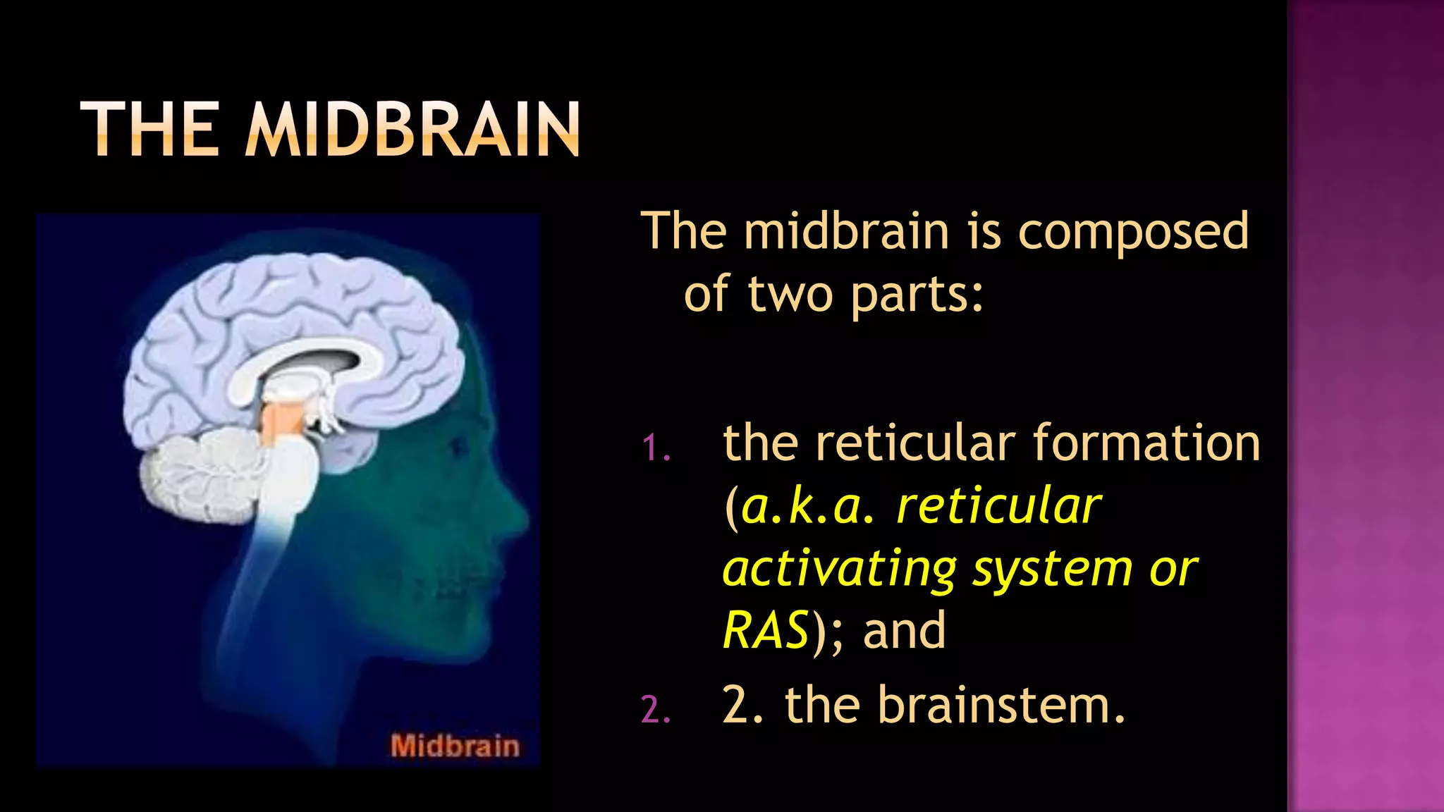 The midbrainThe midbrain is composed of two parts:the reticular formation (a.k.a. reticular activating system or RAS); and2. the brainstem.