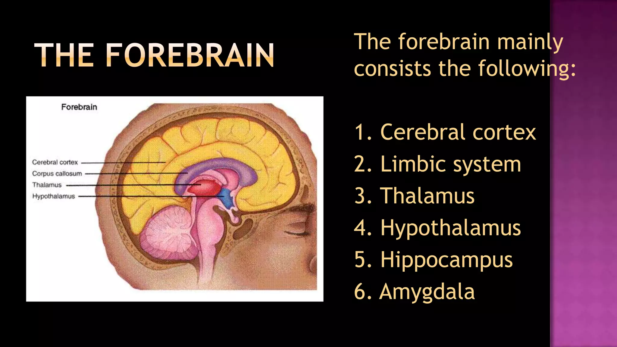 The forebrain	The forebrain mainly consists the following:	1. Cerebral cortex	2. Limbic system	3. Thalamus	4. Hypothalamus	5. Hippocampus	6. Amygdala