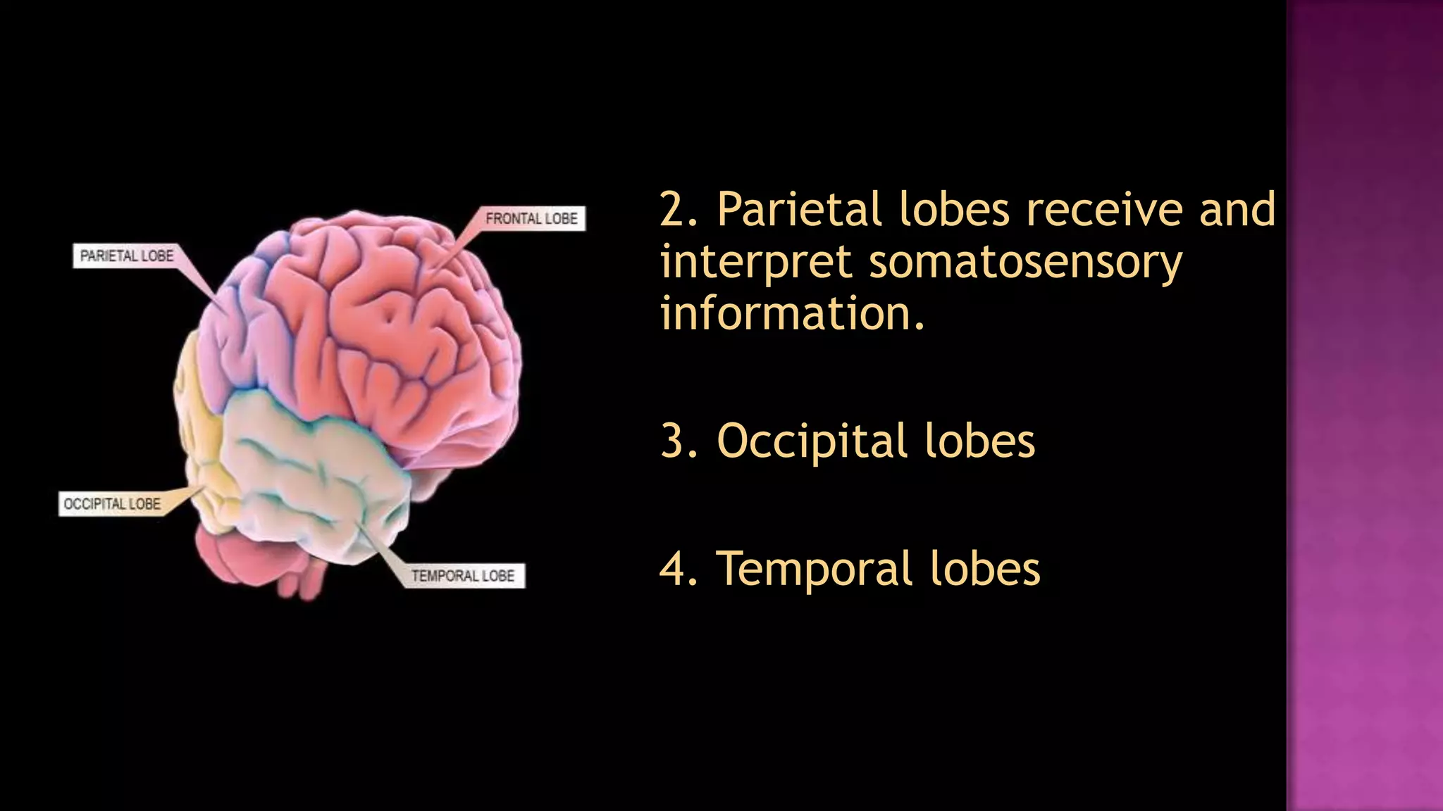 	2. Parietal lobes receive and interpret somatosensory information.	3. Occipital lobes	4. Temporal lobes 