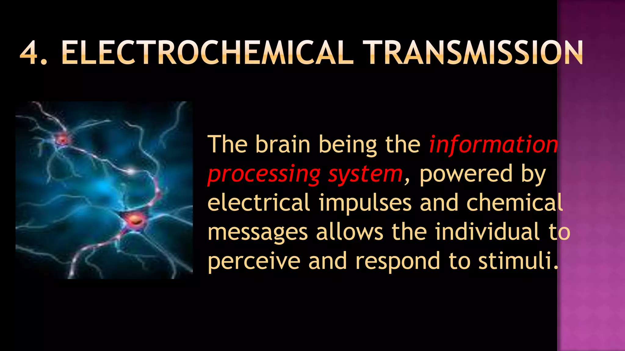 4. Electrochemical Transmission	The brain being the information processing system, powered by electrical impulses and chemical messages allows the individual to perceive and respond to stimuli. 