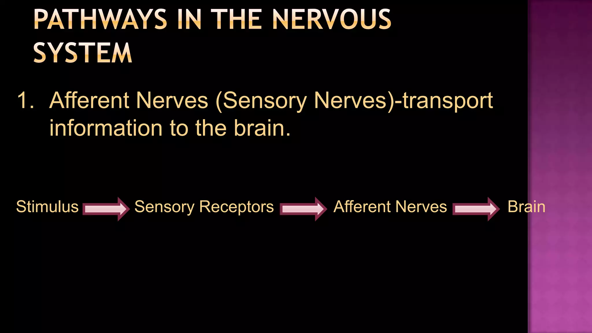 Pathways in the Nervous SystemAfferent Nerves (Sensory Nerves)-transport information to the brain.Stimulus	Sensory Receptors	     Afferent Nerves	    Brain