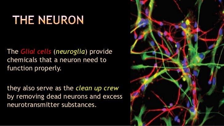 download neurologie