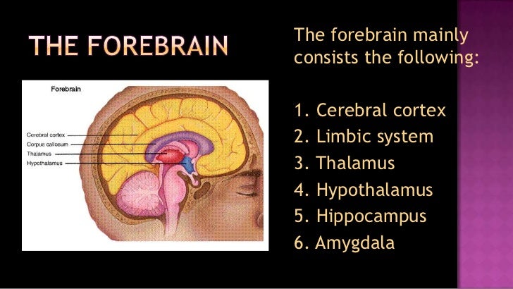 pdf ultraschalldiagnostik b scan