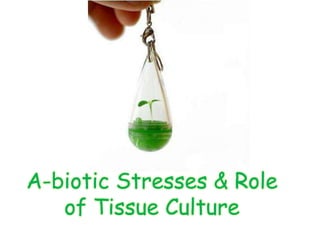 A-biotic Stresses & Role
of Tissue Culture
 