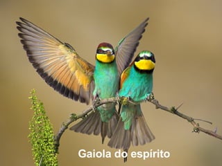 Gaiola do espírito