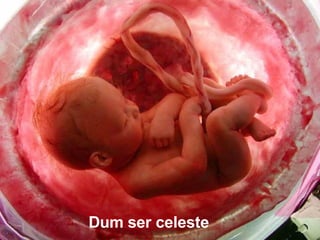 Ria slides Dum ser celeste