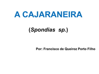 A CAJARANEIRA
(Spondias sp.)
Por: Francisco de Queiroz Porto Filho
 