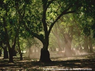 Texto e apresentação de Renato Cardoso 