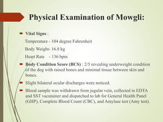 Myasthenia Gravis in Golden Retriever | PPTX