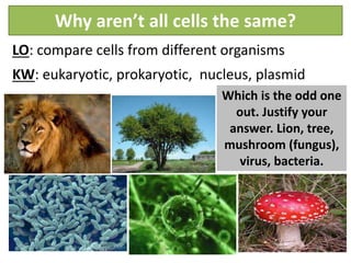 Why aren’t all cells the same?
LO: compare cells from different organisms
KW: eukaryotic, prokaryotic, nucleus, plasmid
Which is the odd one
out. Justify your
answer. Lion, tree,
mushroom (fungus),
virus, bacteria.
 