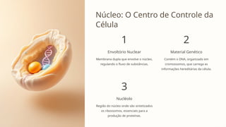 Núcleo: O Centro de Controle da
Célula
1
Envoltório Nuclear
Membrana dupla que envolve o núcleo,
regulando o fluxo de substâncias.
2
Material Genético
Contém o DNA, organizado em
cromossomos, que carrega as
informações hereditárias da célula.
3
Nucléolo
Região do núcleo onde são sintetizados
os ribossomos, essenciais para a
produção de proteínas.
 