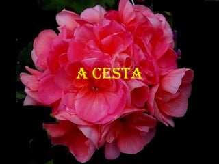 A CESTA
 