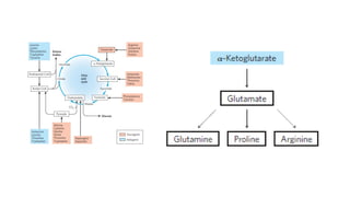Comprehensive Overview of Amino Acid Biosynthesis and Regulation | PPTX