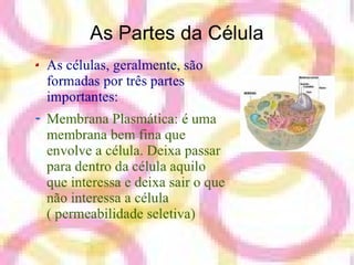 A Célula