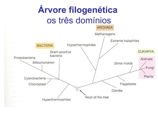Árvore filogenética   os três domínios 