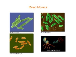 Reino Monera 