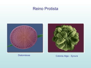 Reino Protista Diatomácea   Colonia Alga -  Synura   