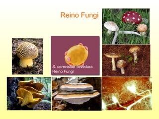 Reino Fungi S. cerevisiae  -levedura Reino Fungi 