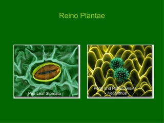 Reino Plantae Pea Leaf Stomata Petal and Pollen Grains -  Helianthus 
