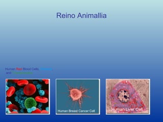 Reino Animallia Human Breast Cancer Cell   Human Liver Cell   Human  Red  Blood Cells,  Platelets , and  T-lymphocytes   