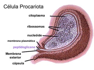 citoplasma ribossomas nucleóide cápsula Membrana exterior membrana plasmática peptidoglicano Célula Procariota 
