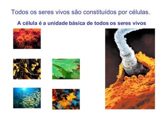 Todos os seres vivos são constituídos por células. A célula é a unidade básica de todos os seres vivos 