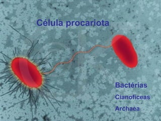 Célula procariota Bactérias Cianofíceas Archaea 