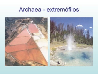 Archaea - extremófilos 