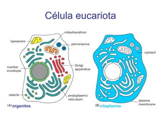 Célula eucariota organitos citoplasma 