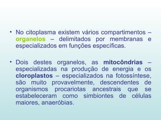 No citoplasma existem vários compartimentos –  organelos  – delimitados por membranas e especializados em funções específicas. Dois destes organelos, as  mitocôndrias  – especializadas na produção de energia e os  cloroplastos  – especializados na fotossíntese, são muito provavelmente, descendentes de organismos procariotas ancestrais que se estabeleceram como simbiontes de células maiores, anaeróbias. 
