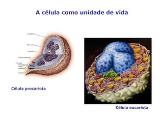 A célula como unidade de vida Célula eucariota Célula procariota 