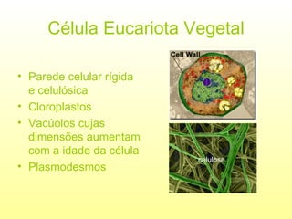 Célula Eucariota Vegetal Parede celular rígida e celulósica Cloroplastos Vacúolos cujas dimensões aumentam com a idade da célula Plasmodesmos celulose 
