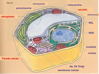 peroxissoma citoesqueleto mitocôndria vacúolo RER REL ribossomas membrana   celular Ap. De Golgi nucléolo núcleo cloroplasto Parede celular 