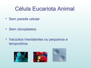 Célula Eucariota Animal   Sem parede celular Sem cloroplastos Vacúolos inexistentes ou pequenos e temporários 