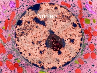 Núcleo Núcleo 