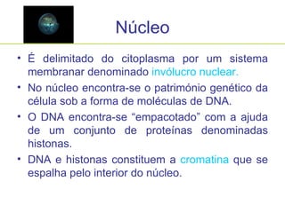 Núcleo É delimitado do citoplasma por um sistema membranar denominado  invólucro nuclear. No núcleo encontra-se o património genético da célula sob a forma de moléculas de DNA. O DNA encontra-se “empacotado” com a ajuda de um conjunto de proteínas denominadas histonas. DNA e histonas constituem a  cromatina  que se espalha pelo interior do núcleo. 