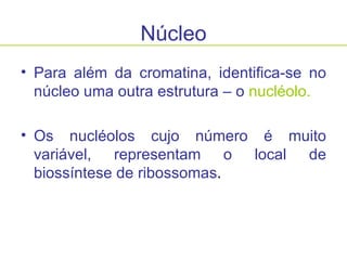 Núcleo Para além da cromatina, identifica-se no núcleo uma outra estrutura – o  nucléolo. Os nucléolos cujo número é muito variável, representam o local de biossíntese de ribossomas . 