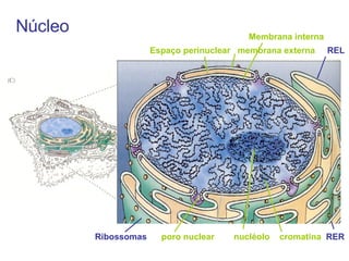 Espaço perinuclear   membrana externa   REL Membrana interna Ribossomas  poro nuclear   nucléolo  cromatina   RER Núcleo 
