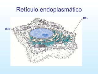Retículo endoplasmático REL RER 
