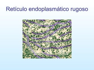 Retículo endoplasmático rugoso 