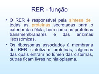 RER - função O RER é responsável pela  síntese de   todas as  proteínas  secretadas para o exterior da célula, bem como as proteínas transmembranares e das enzimas lisossómicas.  Os ribossomas associados à membrana do RER sintetizam proteínas, algumas das quais entram no lúmen das cisternas, outras ficam livres no hialoplasma. 