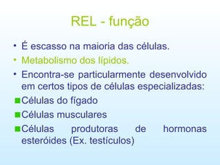REL - função É escasso na maioria das células. Metabolismo dos lípidos. Encontra-se particularmente desenvolvido em certos tipos de células especializadas: Células do fígado Células musculares Células produtoras de hormonas esteróides (Ex. testículos)  