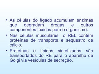 As células do fígado acumulam enzimas que degradam drogas e outros componentes tóxicos para o organismo. Nas células musculares  o REL contém proteínas de transporte e sequestro de cálcio.  Proteínas e lípidos sintetizados são transportados do RE para o aparelho de Golgi via vesículas de secreção. 