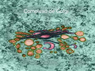 Complexo de Golgi 