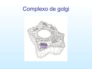 Complexo de golgi 