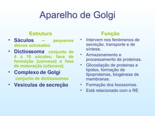 Aparelho de Golgi Estrutura Sáculos  –  pequenos discos achatados Dictiossoma   conjunto de 4 a 10 sáculos; face de formação (convexa) e fase de maturação (côncava) Complexo de Golgi conjunto de dictiossomas Vesiculas de secreção Função Intervem nos fenómenos de secreção, transporte e de síntese.  Armazenamento e processamento de proteinas. Glicosilação de proteinas e lípidos, formação de lipoproteinas, biogénese de membranas. Formação dos lisossomas. Está relacionado com o RE 