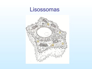 Lisossomas 